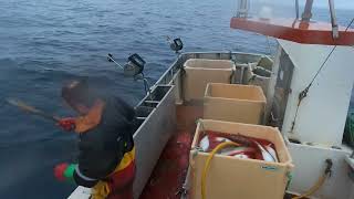 Jigging For Cod Skrei In Norway 2024  Episode 2 Engine Breakdown And SAR Rescue [upl. by Jewelle]