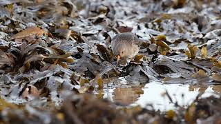 purple sandpipers at Harkess Rocks [upl. by Strawn]