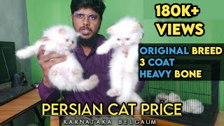 persian kitten price in india  Persian cat  Persian Kittens  price in india  ig pets [upl. by Perusse319]