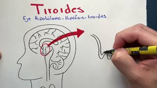 Endocrinología  Tiroides  Hormonas tiroideas Fisiologia e Histología [upl. by Koblas]