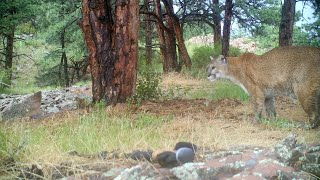 Mountain Lion Caterwauling for Mate [upl. by Chasse424]