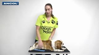 How to Groom a Nervous Dog with a Comb [upl. by Ait]