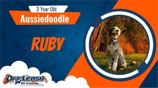 Amazing Transformation  Ruby  3 yr old  Aussiedoodle  Cincinnati Dog Trainers  Off Leash K9 [upl. by Nawad]