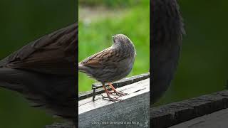 Dunnocks Sweet Melodies birdsounds birdsong dunnock [upl. by Nilrev]