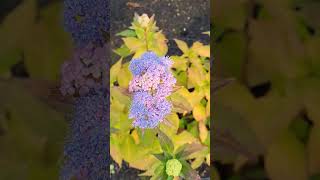 Hydrangea Tiny Tuff Stuff in Autumn [upl. by Nolahc386]