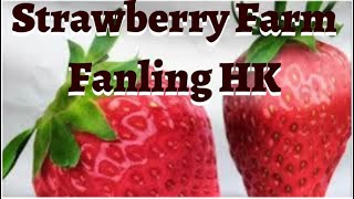 🇭🇰Strawberry farm Fanling HK ofwhongkong adventures hkofw [upl. by Maffa628]