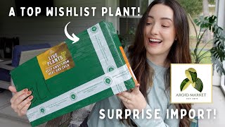 6 VARIEGATED PLANTS Unboxing a Surprise Import from Aroid Market [upl. by Sulrac]