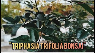 5 manfaat jeruk kingkit  TRIPHASIA TRIFOLIA BONSAI [upl. by Underwood]