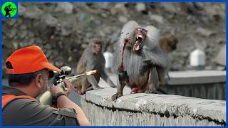 6 62 How Do Florida Hunters Deal With Millions of Wild Baboons And Monkeys Farming Documentarymp4 [upl. by Boycie]