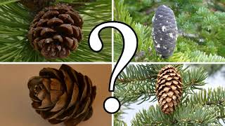 HOW TO DISTINGUISH BETWEEN PINE SPRUCE FIR and LARCH  CONIFER ID [upl. by Skyler]