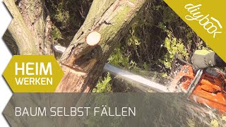 Baum fällen  Das Fällen einer Weide [upl. by Doti10]