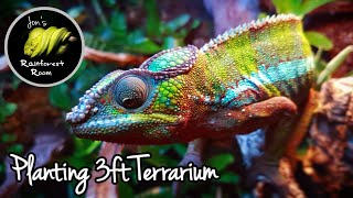 Planting My 3ft Panther Chameleon Vivarium  Chameleon Terrarium Update [upl. by Boyse]