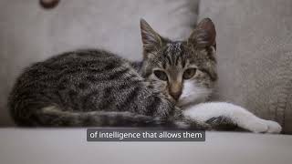 Feline vs Canine Intelligence [upl. by Lonne180]