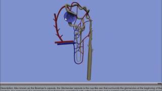 Interactive 3D Nephron [upl. by Yenduhc]