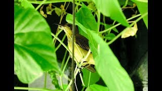 Olive backed Sunbird [upl. by Ainsley]