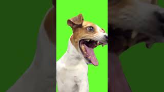 Chroma Key  Laughing Dog Meme Green Screen for Video Editing shorts [upl. by Rehpotsirhk]