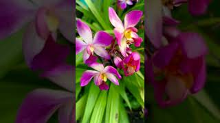 Spathoglottis plicata  ground orchid orchid nature homegarden [upl. by Arin]