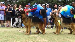 Pastor Alemão  SG1 Axel Von Haus Zurück SIERGERSCHAU BRASIL 2015 [upl. by Ahsilad]