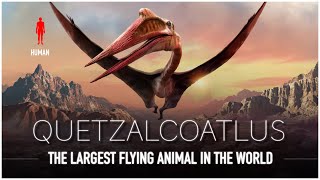 Quetzalcoatlus The Largest Flying Animal EVER to Live  Dinosaur Documentary [upl. by Ahsiuqram906]