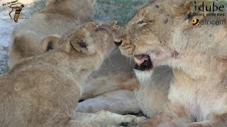 LIONS Following The Pride 38 Reunited After A Chase [upl. by Timmie431]