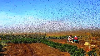 Theyre everywhere Invasion of hordes of locusts in southern Russia [upl. by Ruenhcs]