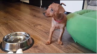 Bringing Our Miniature Pinscher Home 2 [upl. by Enirrok]