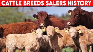 ⭕ Cattle Breeds SALERS History ✅ Cattle SALERS  Bulls SALERS [upl. by Euqinu205]