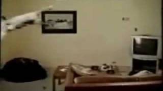 Cat vs Ceiling Fan [upl. by Alegre]