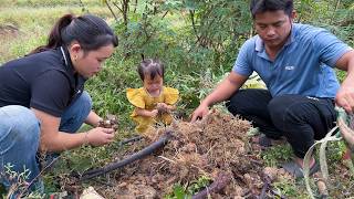 The whole family went to dig taro and do housework  Family Farm Life [upl. by Oriana978]