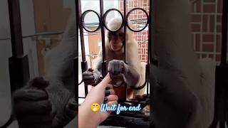 Monkey funny video youtubeshorts shortsfeed trending bajrangbali viralvideo viralshorts music [upl. by Onitrof785]