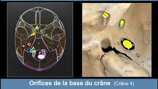 Anatomie des orifices de la base du crâne Ostéologie du crâne 4 [upl. by Emerej]