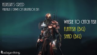 Assassins Creed Valhalla  Dawn of Ragnarok  Fishing Locations  Big Flatfish and Big Shad Location [upl. by Sebastien]