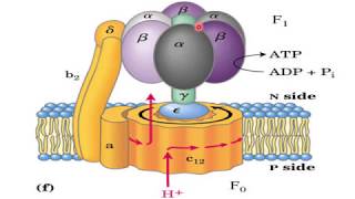 Electron Transport Chain ETC  Biological Oxidation  NEET PG Biochemistry  Dr Amit [upl. by Nylad]