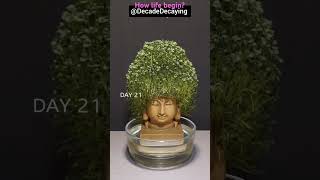 How Growing chia seed with buddha statue shorts timelapse amazingtube DecadeDecaying shortvideo [upl. by Nazar114]