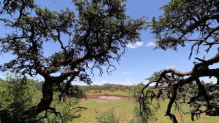 Waterhole Timelapse in Mokala National Park South Africa [upl. by Gabie994]