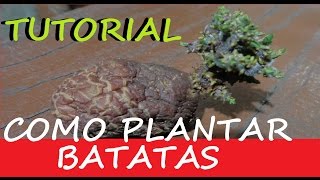 Como Plantar Batatas em Vasos do jeito mais fácil [upl. by Tsenrae951]