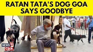 Ratan Tata’s Beloved Furry Friend Dog ‘Goa’ Pays Him Final Tribute At NCPA  N18V [upl. by Russom]