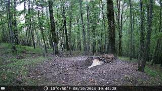 Lupo a pancia piena e con un boccone in bocca 🐺  Canis Lupus fototrappolaggio wolf canislupus [upl. by Eilahs]