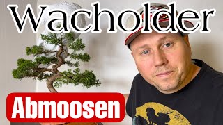 Wacholder Bonsai Abmoosen 1  Juniper Airlayering Bonsai 2223 [upl. by Kcajyllib]