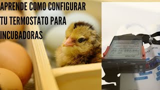 🛑 Aprende cómo programar configurar termostato STC 3028 temperatura humedad higrómetro🐔INCUBADORAS [upl. by Itsirk834]