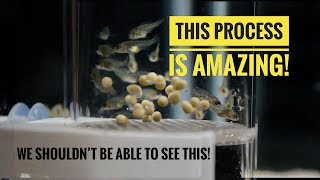 A BEAUTIFUL PROCESS  From Cichlid EGGS to Cichlid FISH in 24 days [upl. by Anilok]