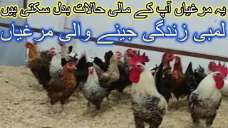 Fayoumi chickens  Life History of Fayoumi Chickens  Free Range Chicken Breed  Wild Roosters [upl. by Vander]