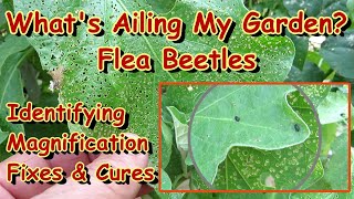 How to Identify amp Manage the Flea Beetle on Eggplant amp Other Garden Plants Magnified Examples E2 [upl. by Sholley]