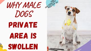 Why Is My Male Dogs Private Area Swollen Explained and Answered [upl. by Quillan198]