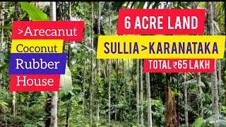 6 Acre Arecanut  Coconut  Rubber Agricultural Farm Land For Sale  Sullia  Karnataka 65 Lakh [upl. by Harras]