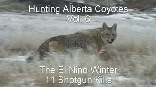 Hunting Alberta Coyotes Vol 6  11 Shotgun Kills [upl. by Normac]