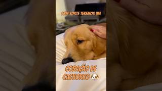 CORAÇÃO DE CACHORRO 🐶❤️ cachorrinho cachorro goldenretriever amor [upl. by Decato822]