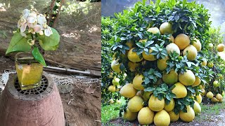 Best ideas for Growing Lemon Trees Fast for Beginners  Growing to Lemon Trees Fast [upl. by Dimphia]