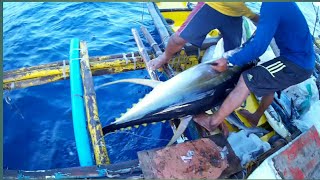 AMAZING TRADITIONAL TUNA FISHING in the PHILIPPINES  HANDLINE FISHING Filipino tuna fishing [upl. by Kcyred]