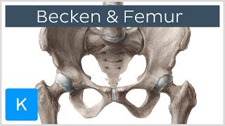 Becken und Femur  Knochen  Anatomie des Menschen  Kenhub [upl. by Pruchno]